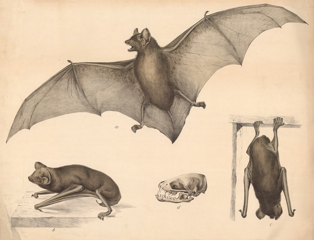 Bat by Franz Engleder, 1890 — digital art print download