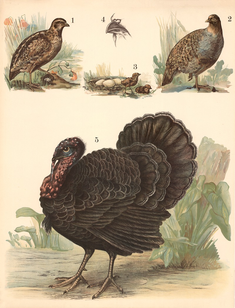 Quail, partridge, turkey by Franz Engleder, 1911 — digital art print download