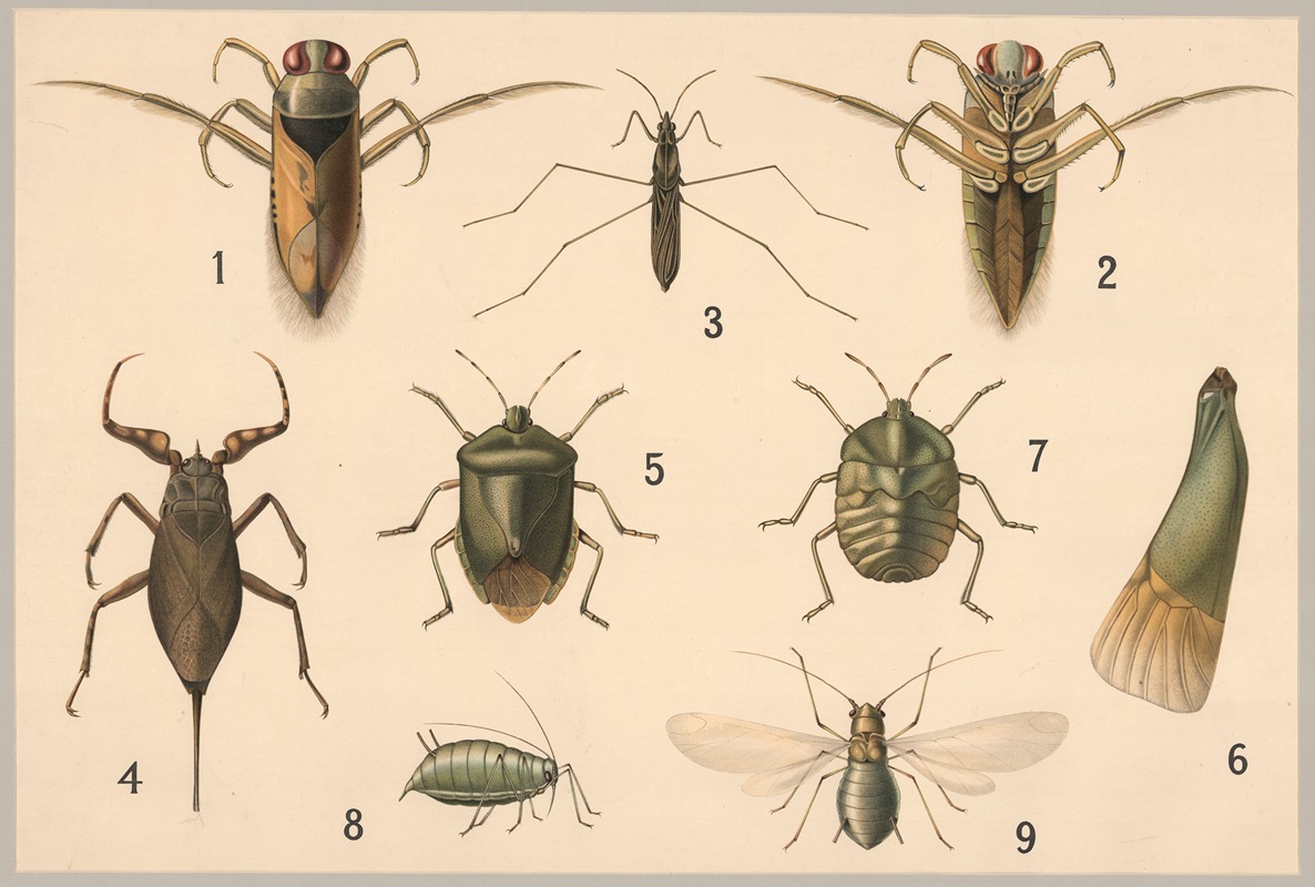 Bugs and aphids by Friedrich Specht, 1911 — digital art print download