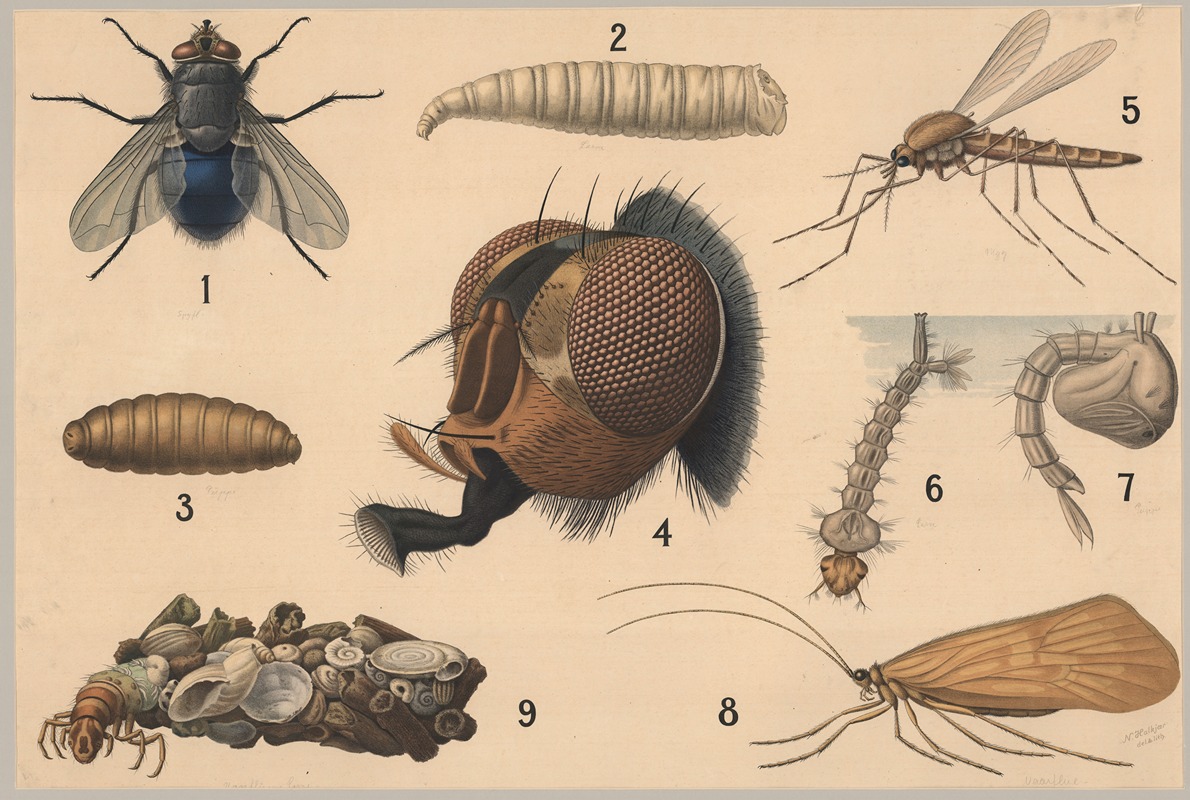Diptera and Caddisfly by Friedrich Specht, 1911 — digital art print download