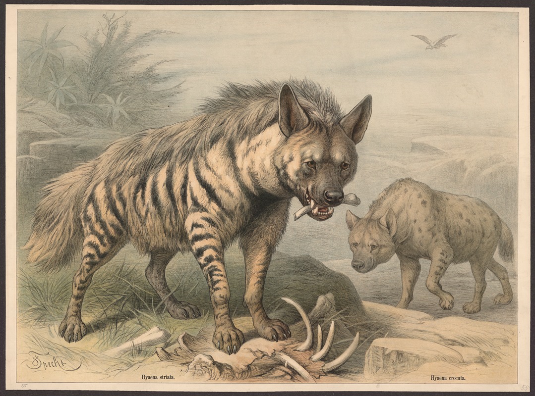 Hyaena striata. Hyaena crocuta by Friedrich Specht, 1890 — digital art print download
