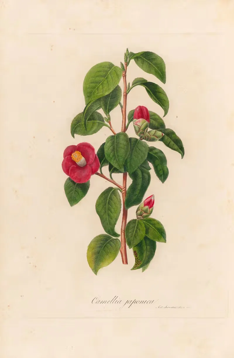 Camellia japonica — Gaetano Savi
