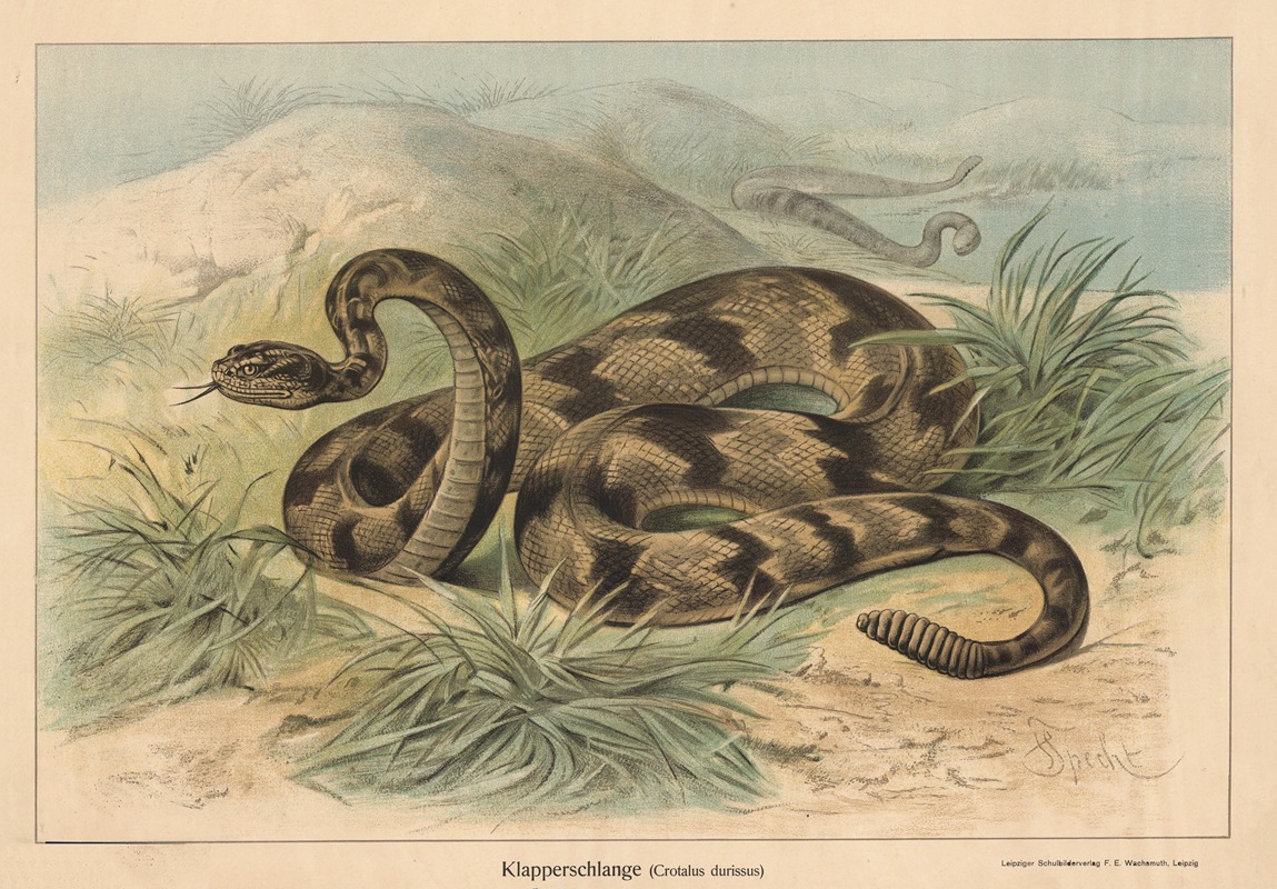 Klapperschlange (Crotalus durissus) by Friedrich Specht, 1890 — digital art print download