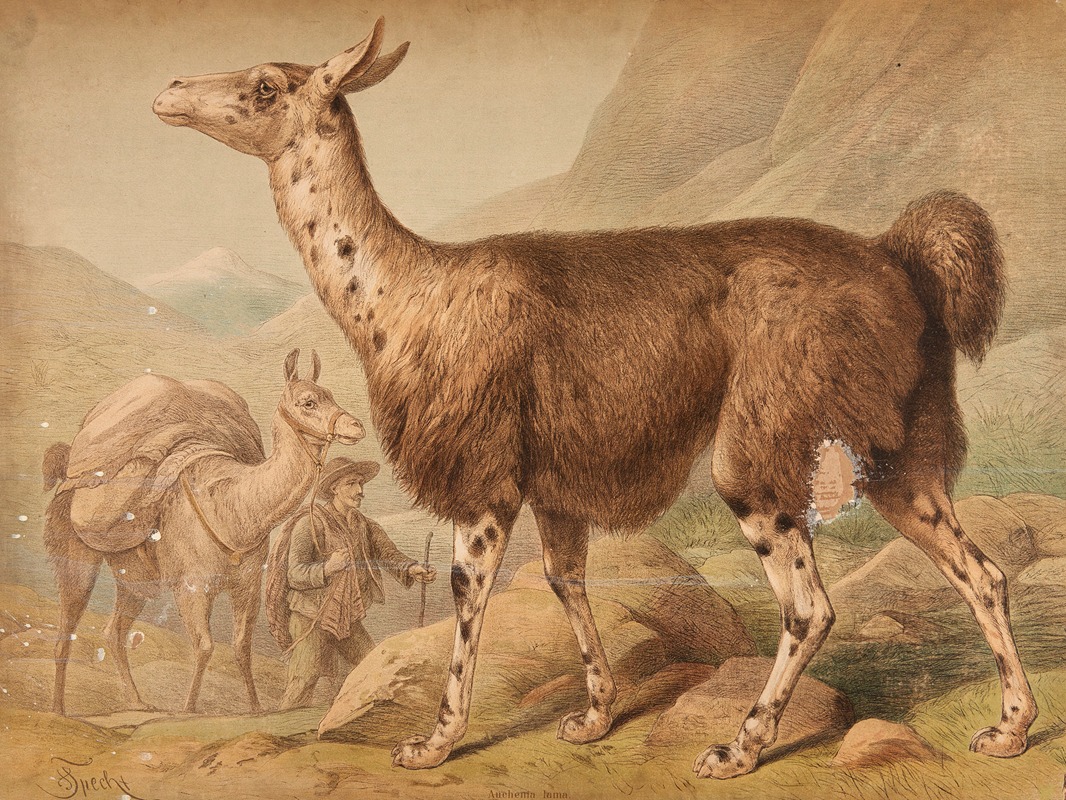 Llama (Auchenia Lama) by Friedrich Specht, 1890 — digital art print download