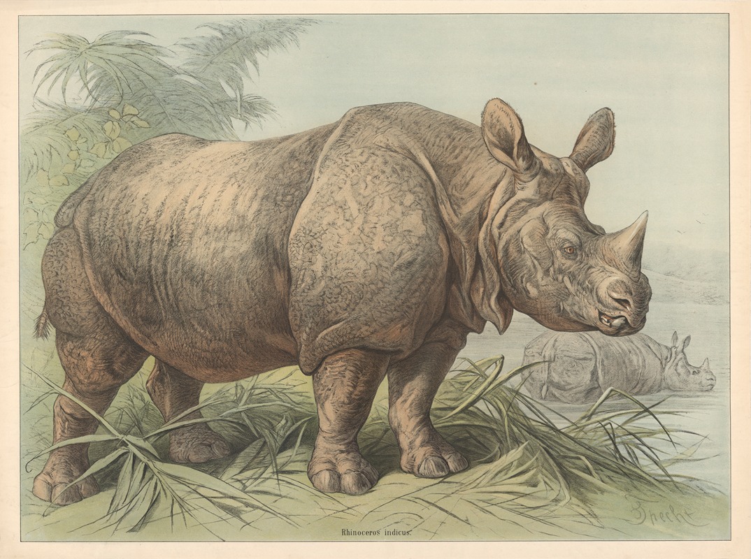 Rhinoceros indicus by Friedrich Specht, 1890 — digital art print download