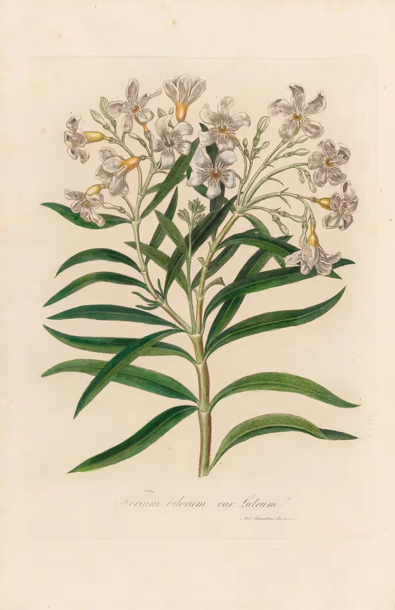 Nerium odorum var. lutuem by Gaetano Savi, 1818-1824 — digital art print download