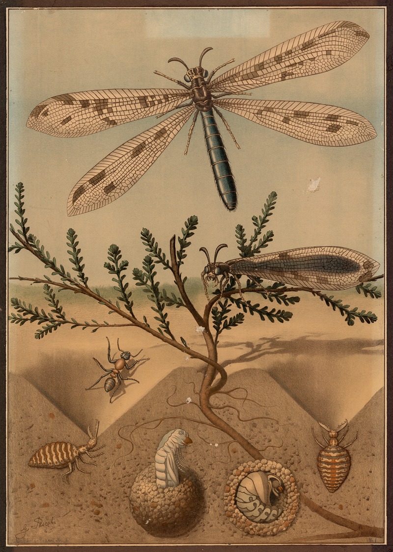 Antlion by G. Pascal, 1909 — digital art print download