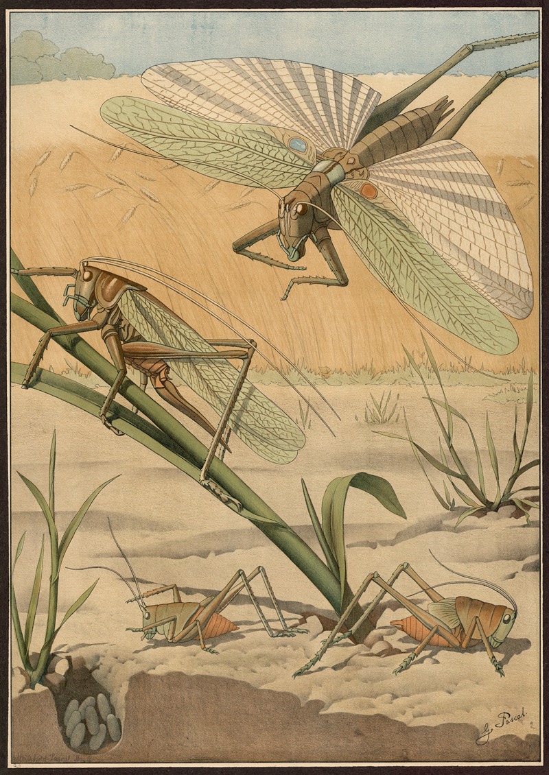 Green Grasshopper (Omocestus viridulus) by G. Pascal, 1909 — digital art print download