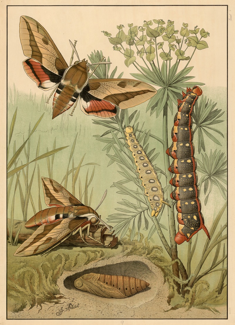 Spurge hawk-moth (Hyles euphorbiae) by G. Pascal, 1909 — digital art print download