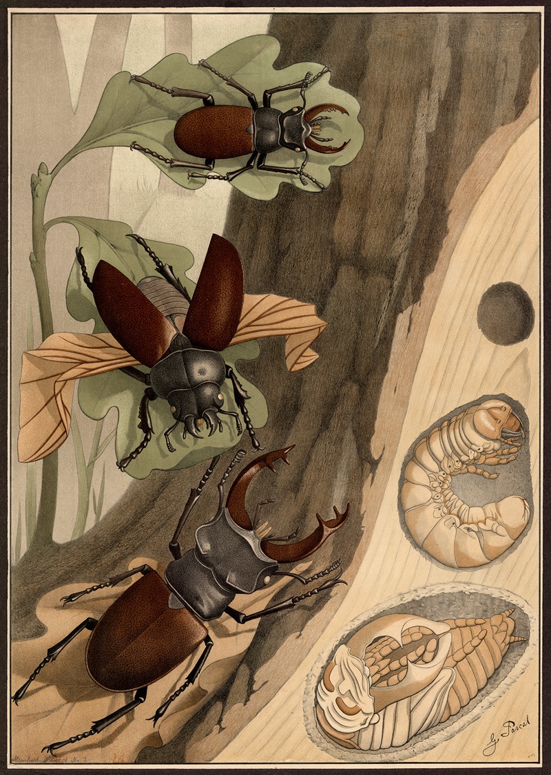 Stag beetle by G. Pascal, 1909 — digital art print download