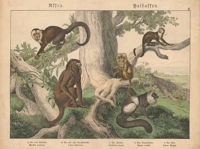 Affen, halbaffen a) Der rote Brüllaffe. b) Der Sai oder kaouzineraffe. c) Der Saimiri. d) Das Löwenäffchen. e) Der Vari. by…