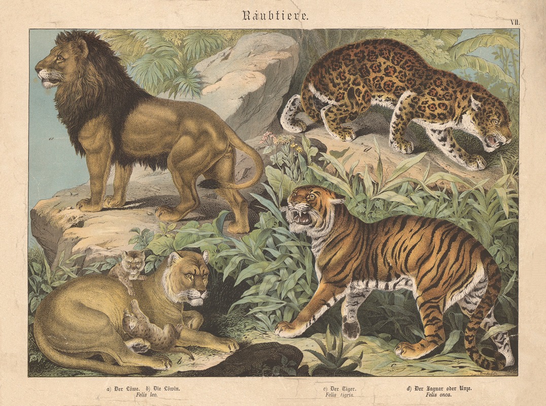 Raubtiere. a) Der Löwe. b) Die Löwin. c) Der Tiger. d) Der Jaguar oder Unze — Gotthilf Heinrich von Schubert