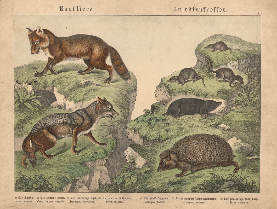 Raubtiere, Insektenfresser. — Gotthilf Heinrich von Schubert