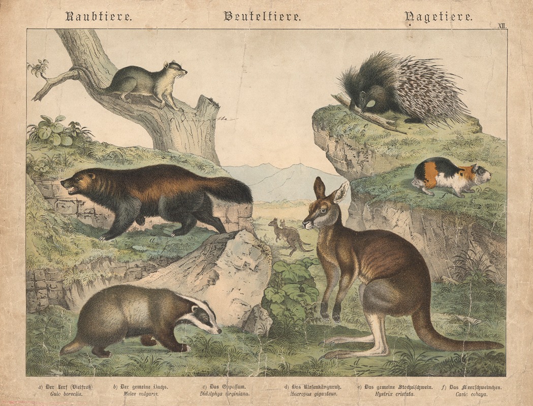 Raubtiere, Beuteltiere, Nagetiere — Gotthilf Heinrich von Schubert