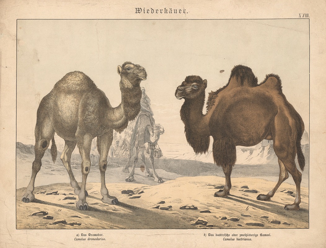 Wiederkäuer. a) Das Dromedar. b) Das backtrische oder zweihöckerige Kameel — Gotthilf Heinrich von Schubert