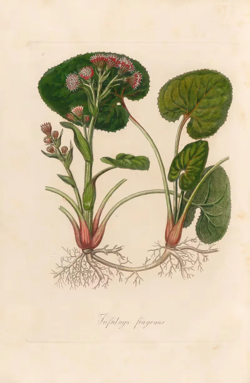 Tussilago fragrans by Gaetano Savi, 1818-1824 — digital art print download