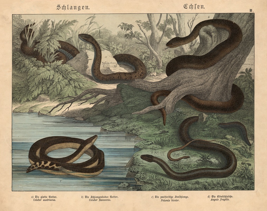 Schlangen, Echsen by Gotthilf Heinrich von Schubert, 1886 — digital art print download