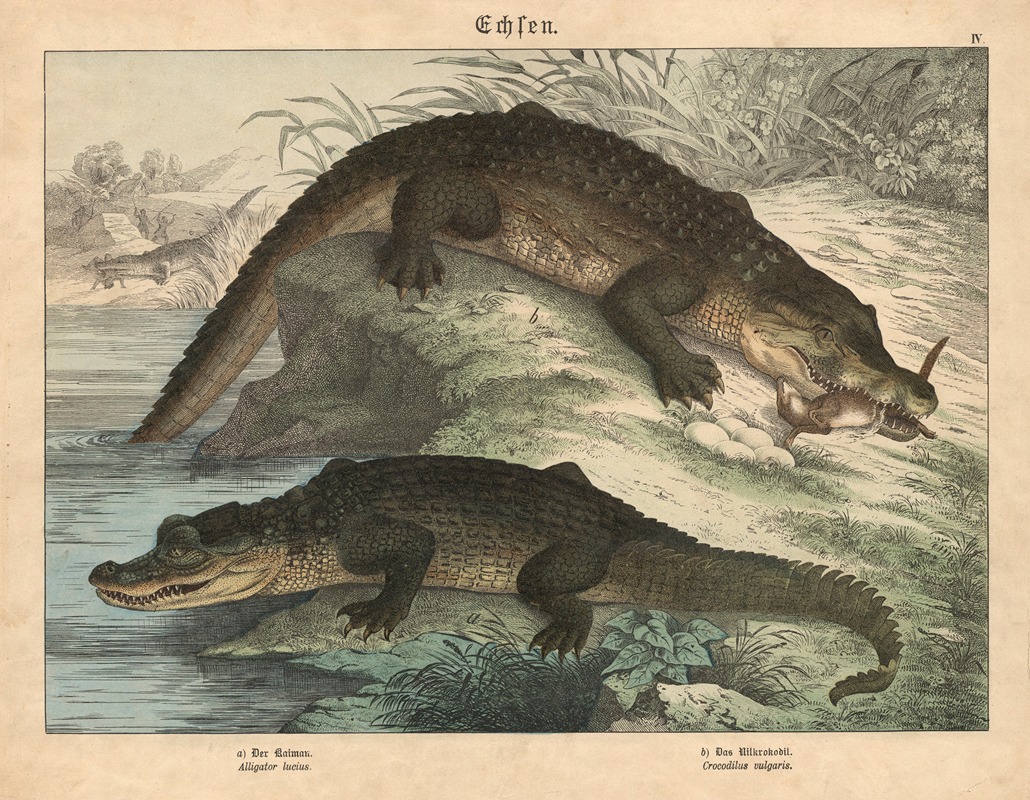 Echsen. a) Der Kaiman, b) Das Nilkrokodil by Gotthilf Heinrich von Schubert, 1886 — digital art print download