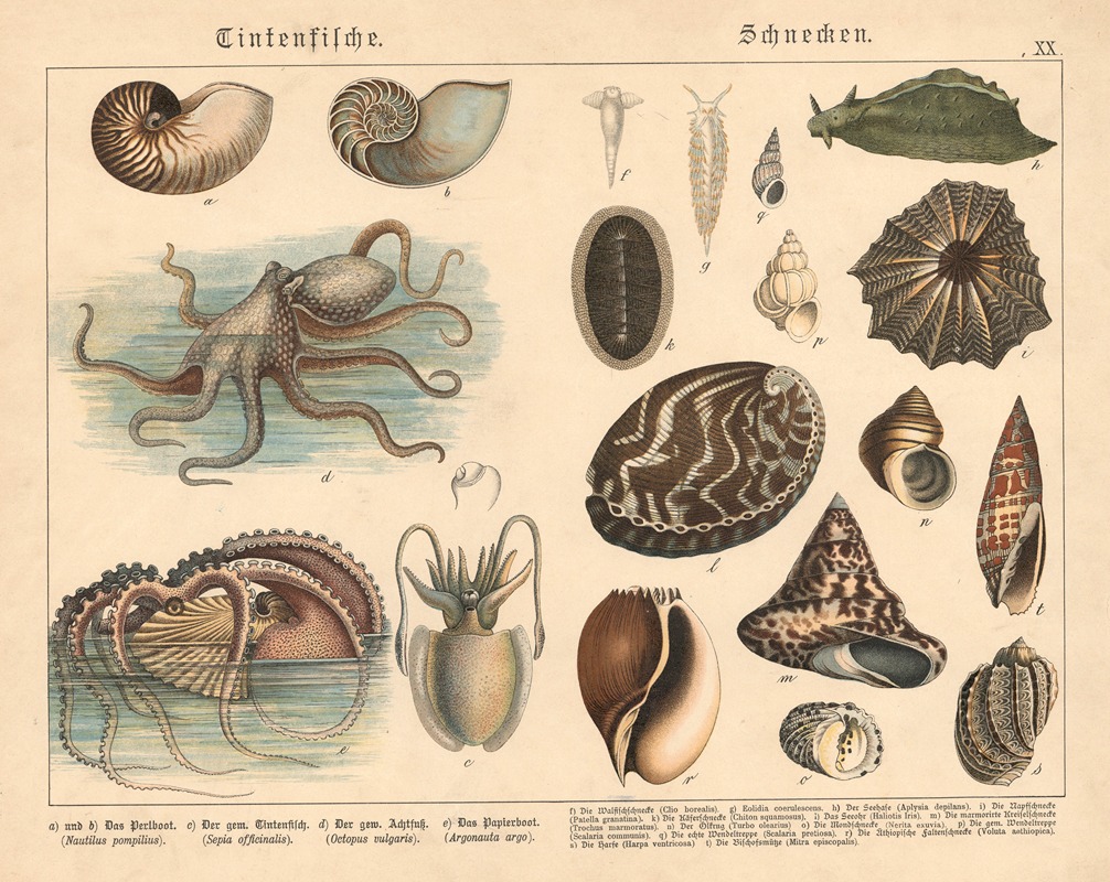 Tintenfische, Schnecken — Gotthilf Heinrich von Schubert