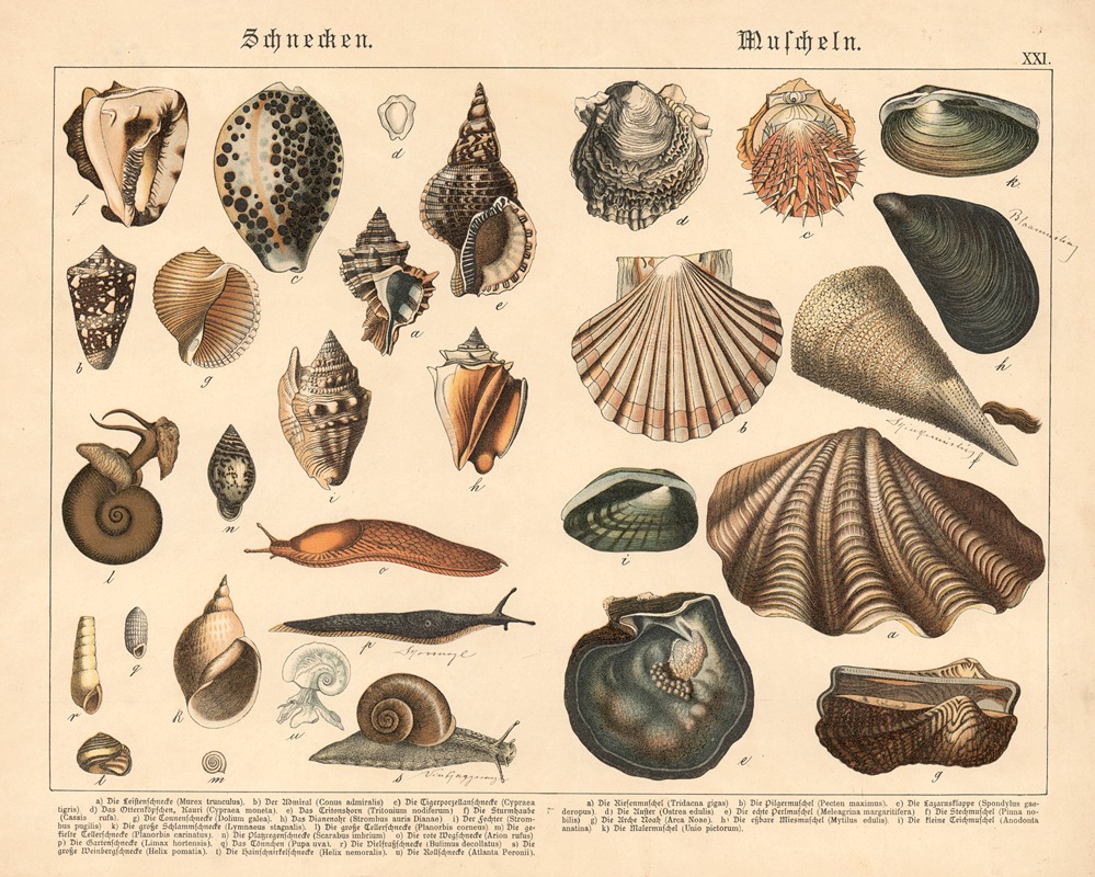 Schnecken, Muscheln by Gotthilf Heinrich von Schubert, 1886 — digital art print download