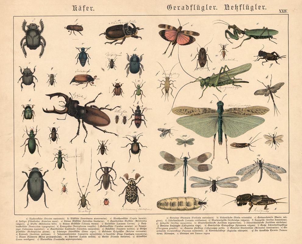 Käfer, Geradflügler, Nessflügler by Gotthilf Heinrich von Schubert, 1886 — digital art print download