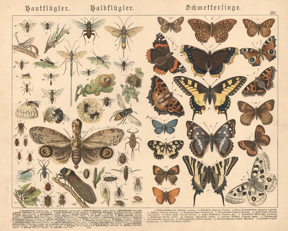 Hautflügler, Halbflügler, Schmetterlinge by Gotthilf Heinrich von Schubert, 1886 — digital art print download