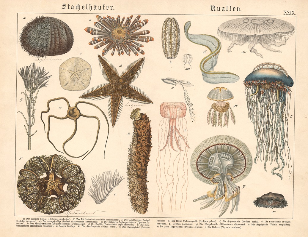 Stachelhäuter, Nuallen by Gotthilf Heinrich von Schubert, 1886 — digital art print download