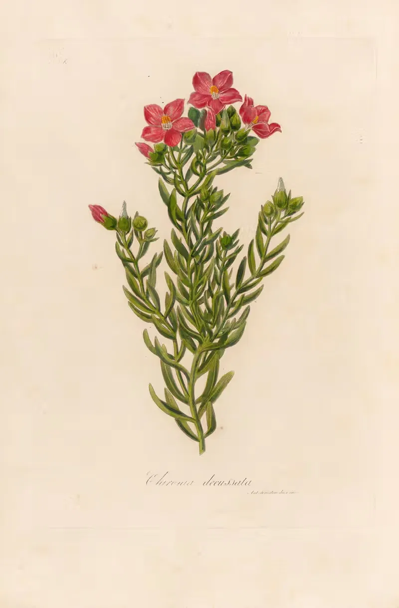 Chironia decussata by Gaetano Savi, 1818-1824 — digital art print download