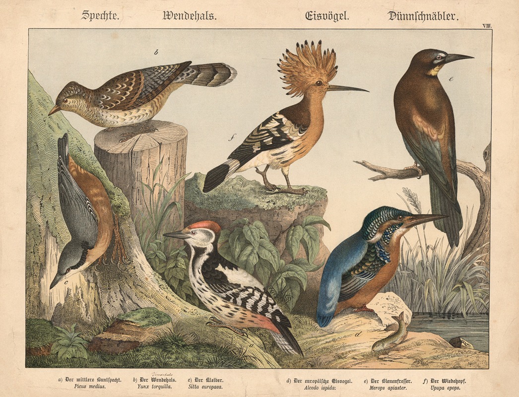 Spechte, Wendehals, Eisvögel, Dünnschnäbler. by Gotthilf Heinrich von Schubert, 1877 — digital art print download