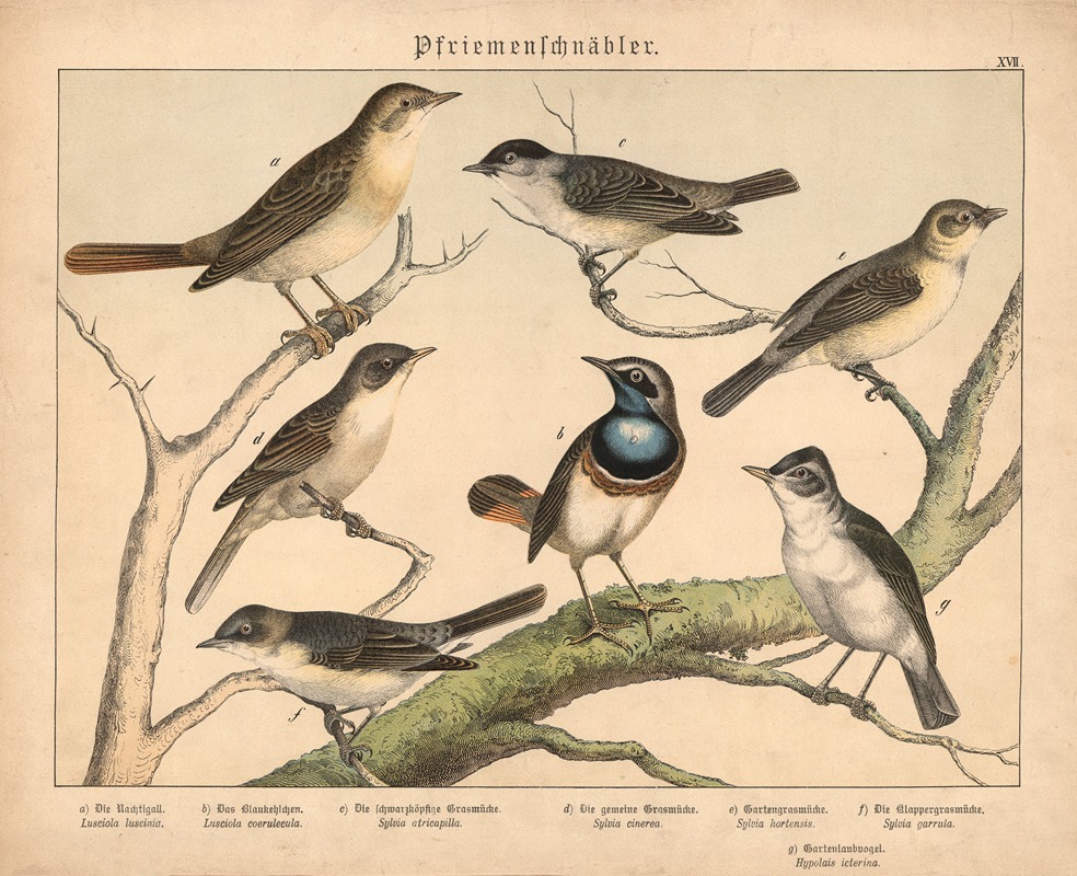 Pfriemenschnäbler. by Gotthilf Heinrich von Schubert, 1877 — digital art print download