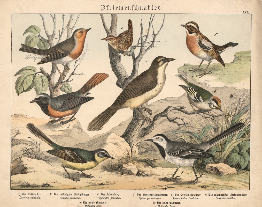 Pfriemenschnäbler by Gotthilf Heinrich von Schubert, 1877 — digital art print download