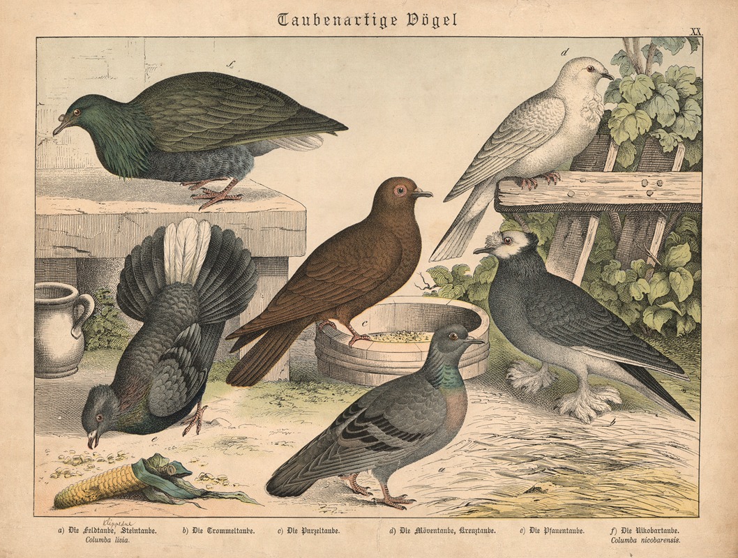 Taubenartige Vögel by Gotthilf Heinrich von Schubert, 1877 — digital art print download