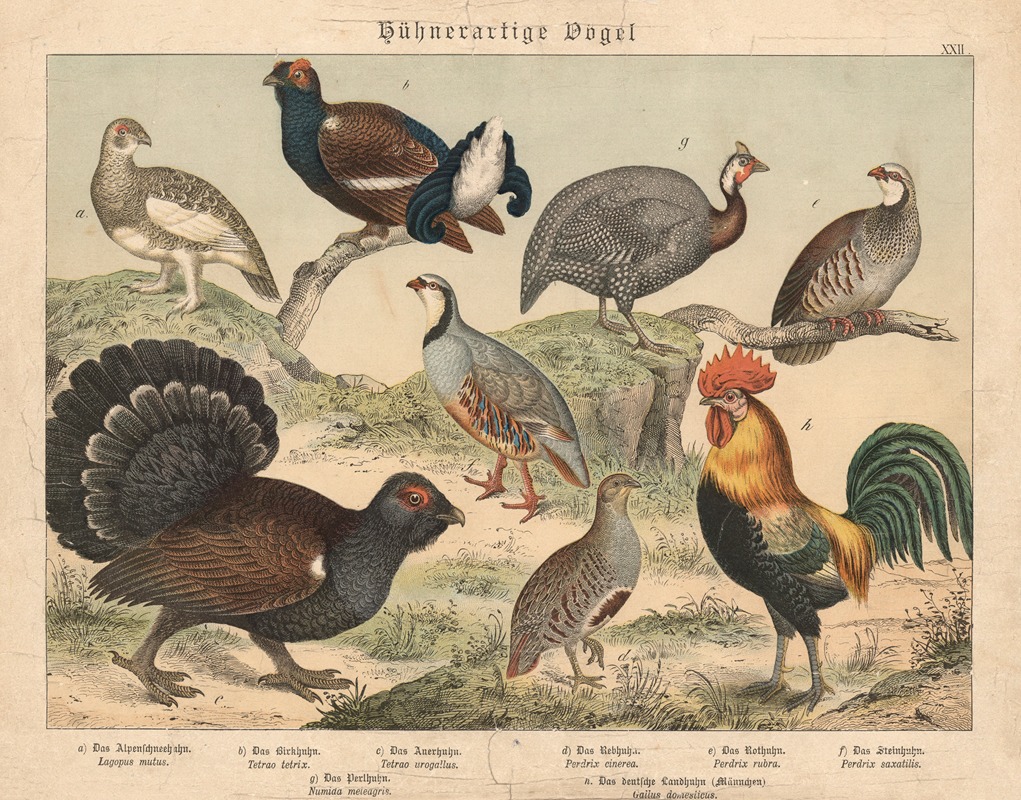 Hühnerartige Vögel by Gotthilf Heinrich von Schubert, 1877 — digital art print download