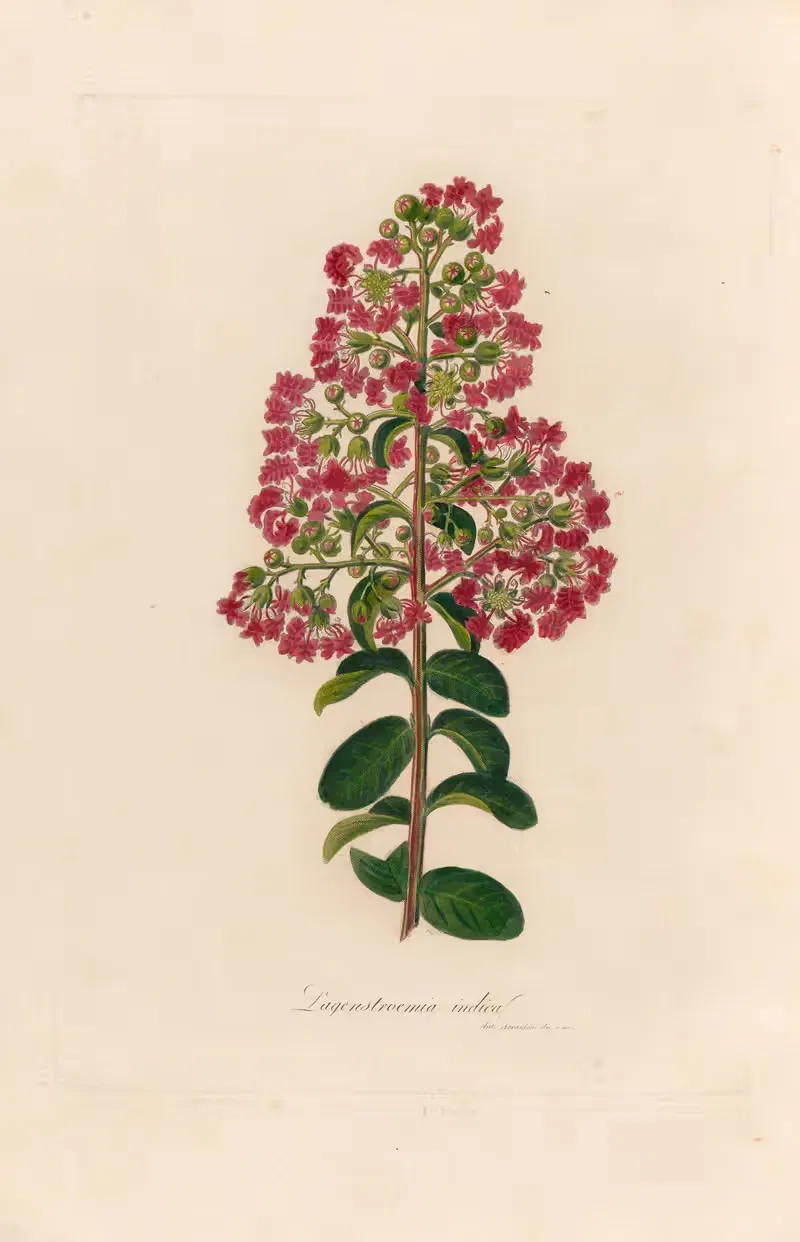 Lagenstroemia indica by Gaetano Savi, 1818-1824 — digital art print download