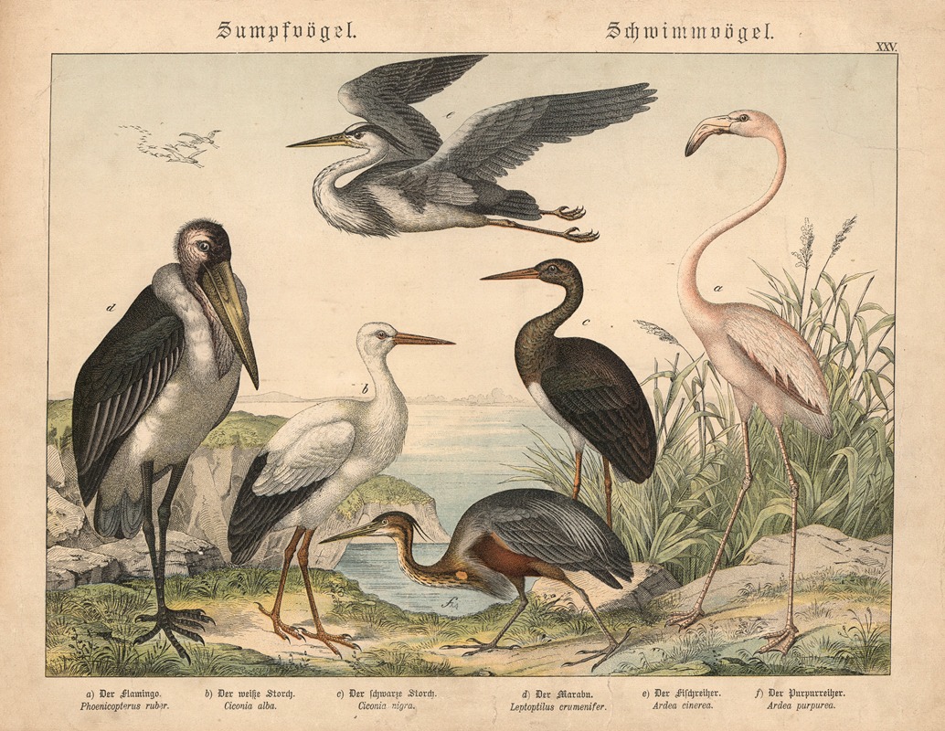 Sumpfvögel, Schwimmvögel by Gotthilf Heinrich von Schubert, 1877 — digital art print download
