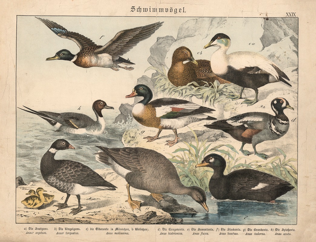 Schwimmvögel by Gotthilf Heinrich von Schubert, 1877 — digital art print download