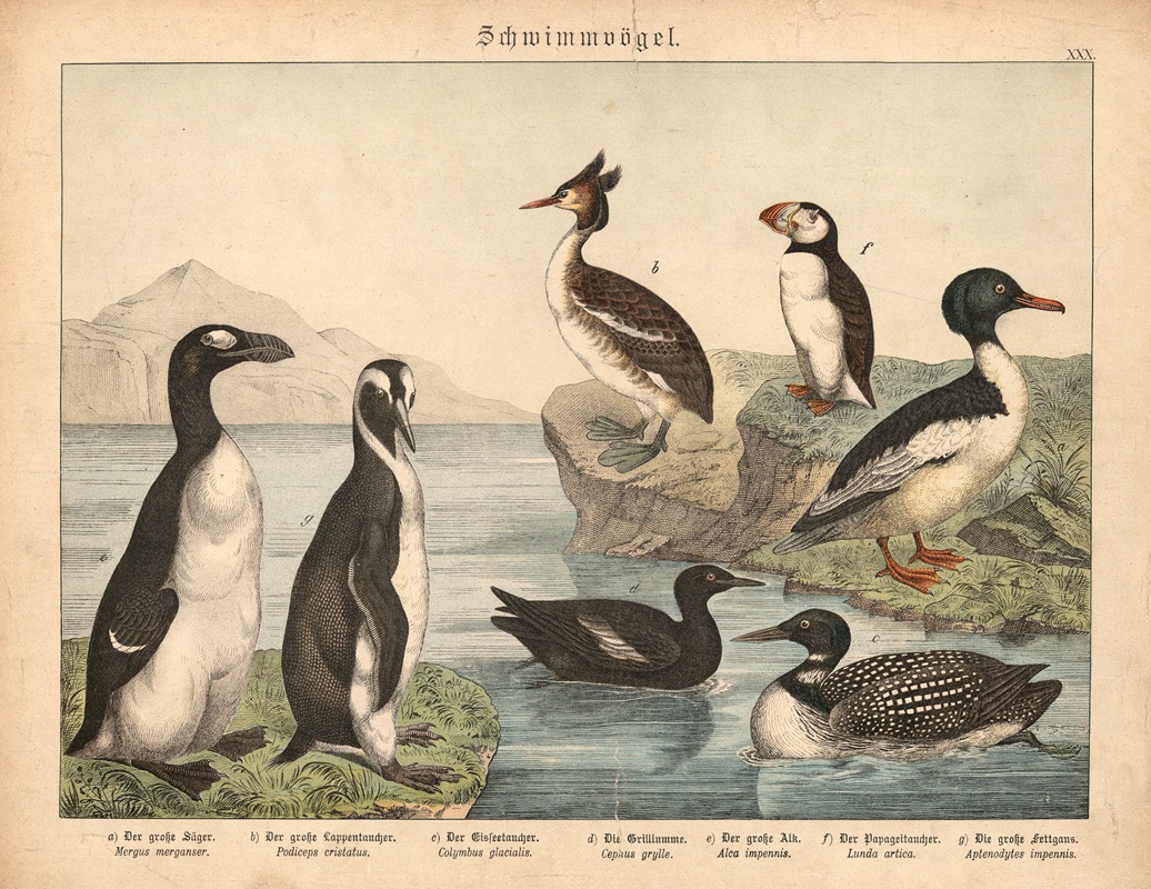 Schwimmvögel by Gotthilf Heinrich von Schubert, 1877 — digital art print download