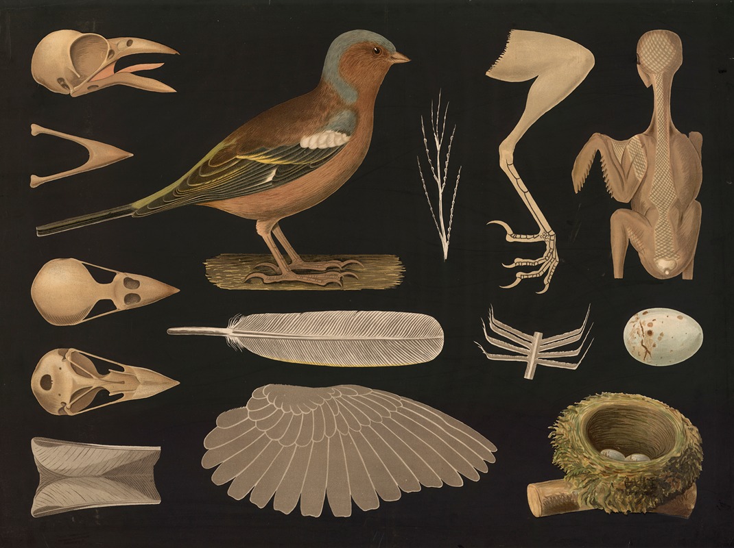 Chaffinch (Fringilla coelebs) by Gottlieb von Koch, 1910 — digital art print download