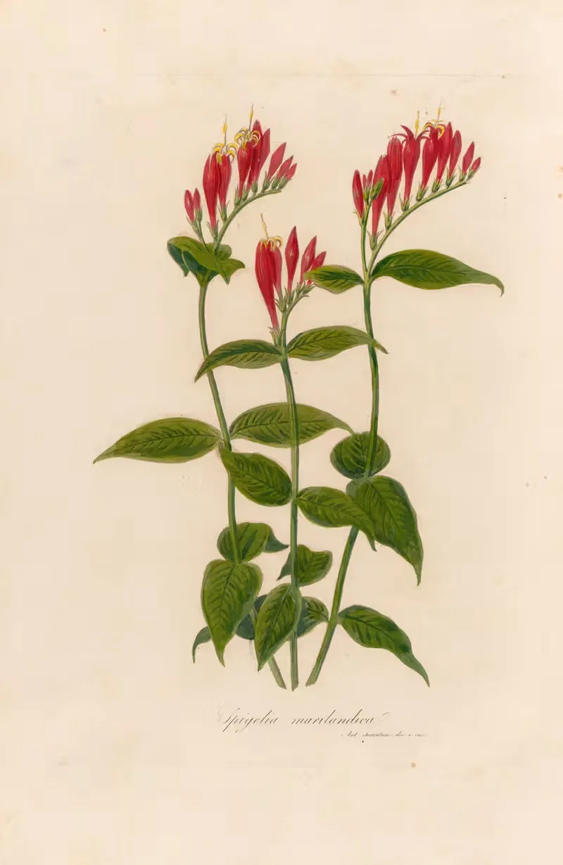 Spigelia marilandica by Gaetano Savi, 1818-1824 — digital art print download