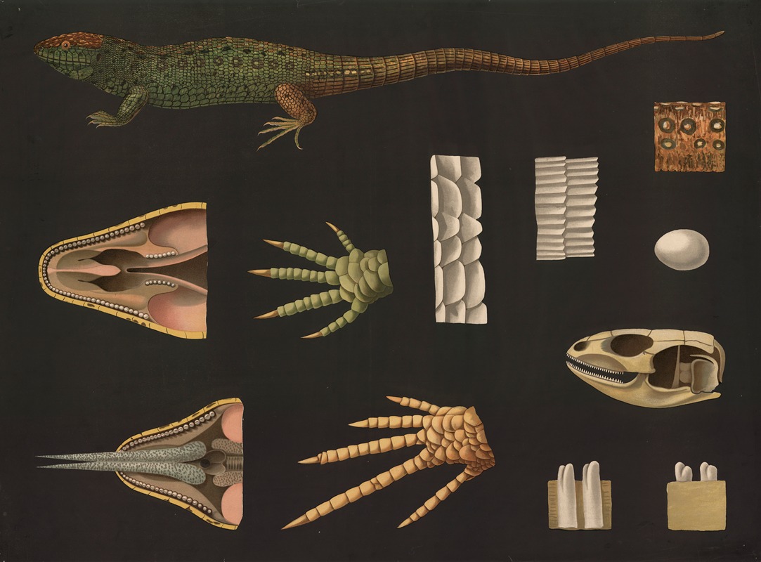 Sand lizard (Lacerta agilis) by Gottlieb von Koch, 1910 — digital art print download