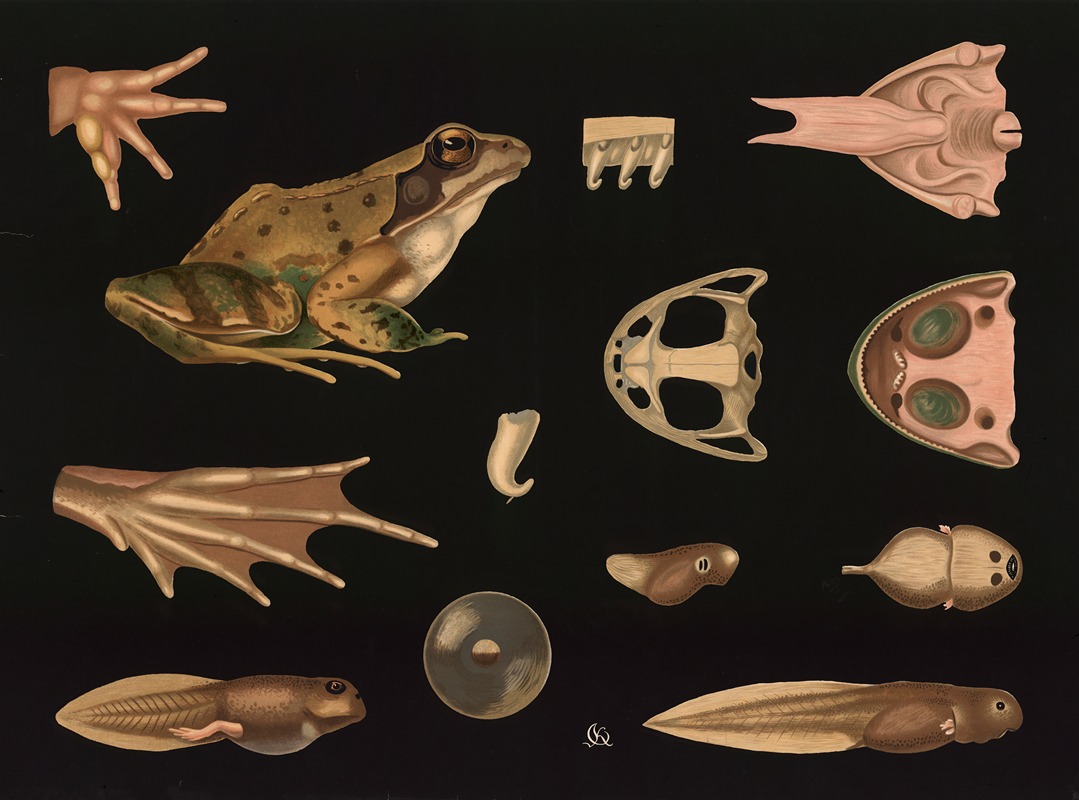 Frog (Rana temporaria) — Gottlieb von Koch