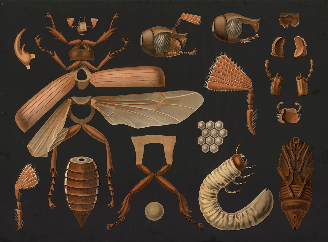 Cockchafer (Melolontha melolontha) by Gottlieb von Koch, 1910 — digital art print download