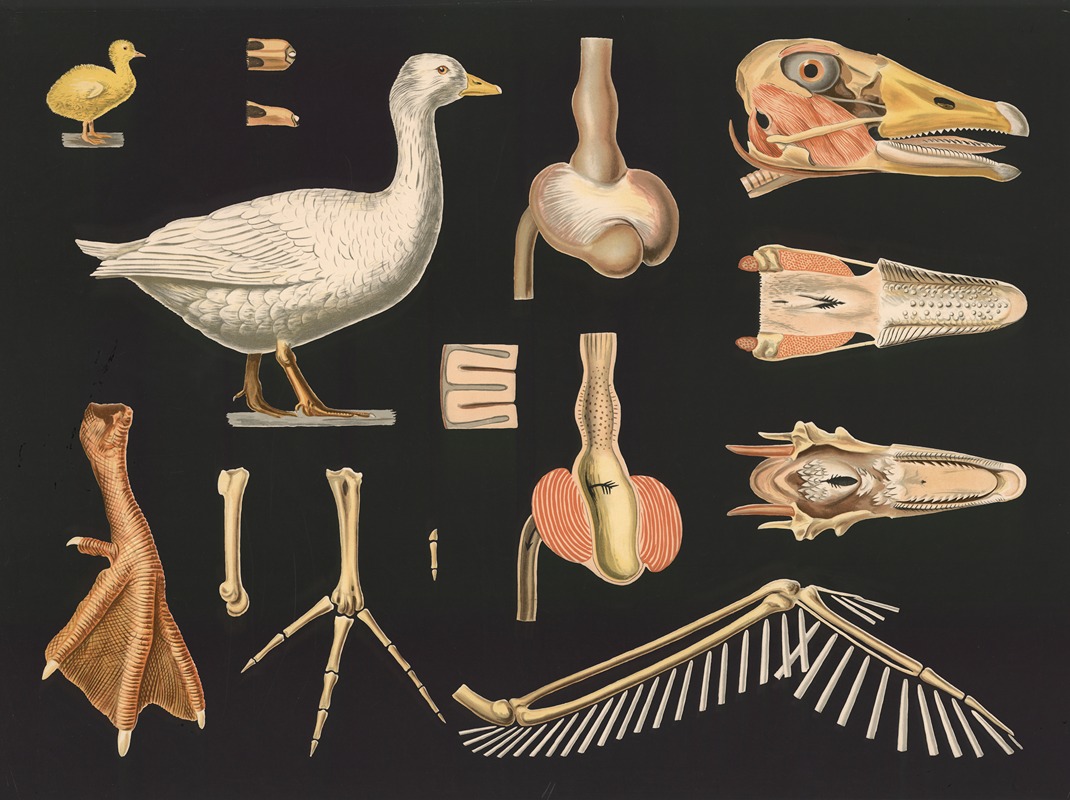 Domestic goose (Anser cinereus) — Gottlieb von Koch
