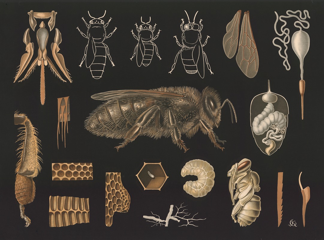 Western honey bee (Apis mellifera) — Gottlieb von Koch