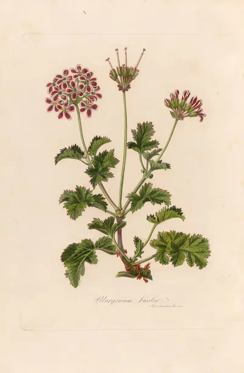 Pelargonium bicolor by Gaetano Savi, 1818-1824 — digital art print download