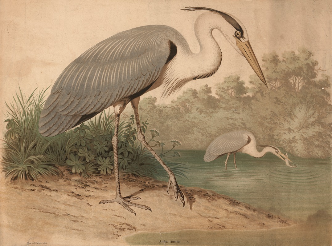 Heron (Ardea cinerea) by H. Springer, 1880 — digital art print download