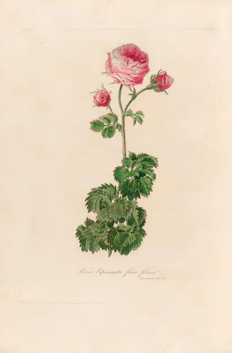 Rosa bipinnata flore pleno by Gaetano Savi, 1818-1824 — digital art print download