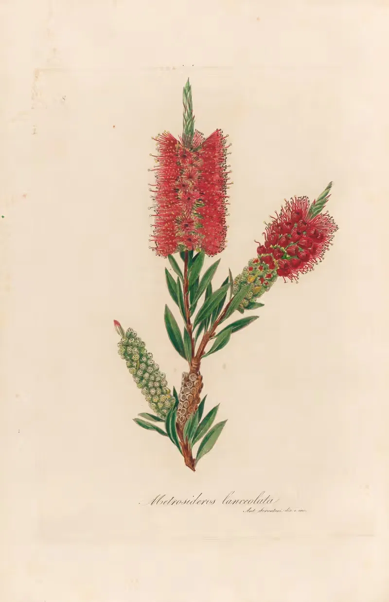 Metrosideros lanceolata by Gaetano Savi, 1818-1824 — digital art print download