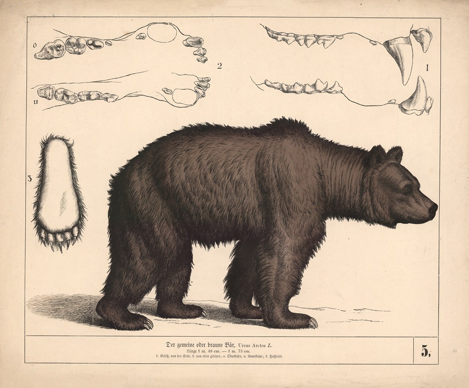 Der gemeine oder braune Bär by Генрих Лейтеман, 1882 — digital art print download