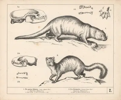 1. Die gemeine Fischotter. 2. Der Steinmarder. by Heinrich Leutemann, 1882 — digital art print download